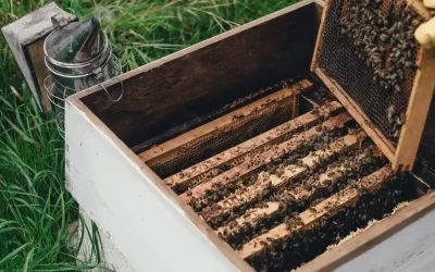 Everything You Need To Know About Raw Honey