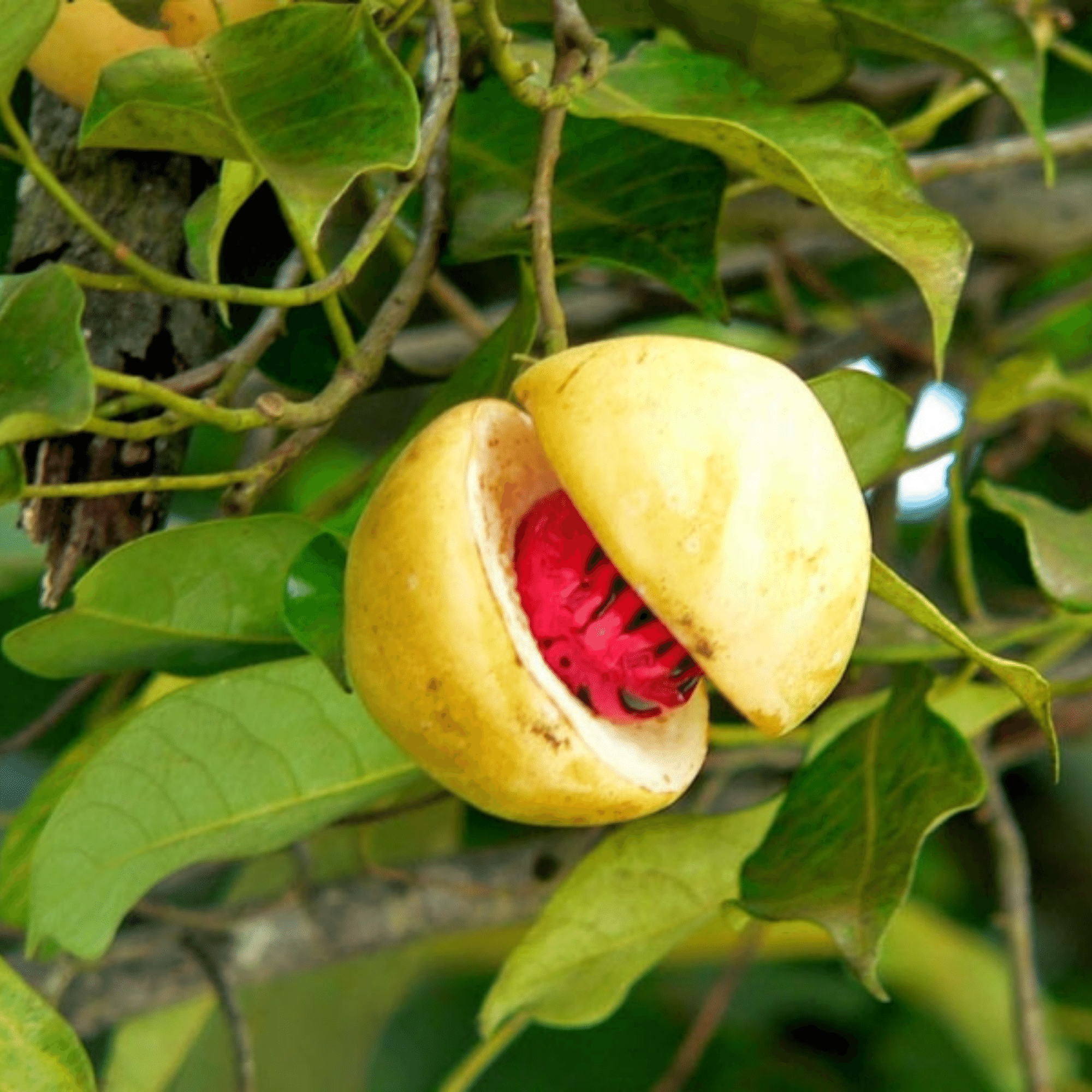 nutmeg tree