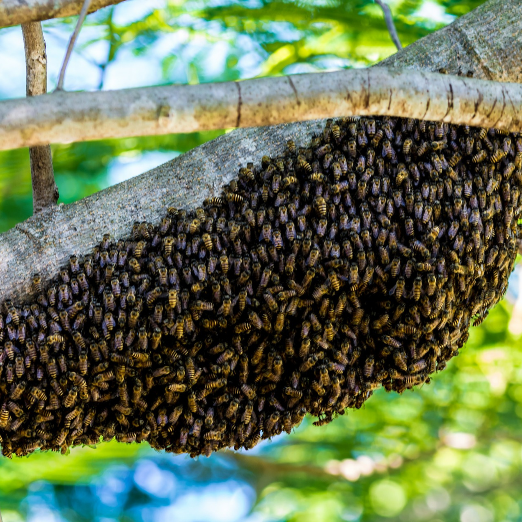 Honey Bees - Bee Hive
