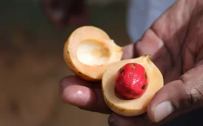 What are the Health Benefits of Nutmeg Mace?