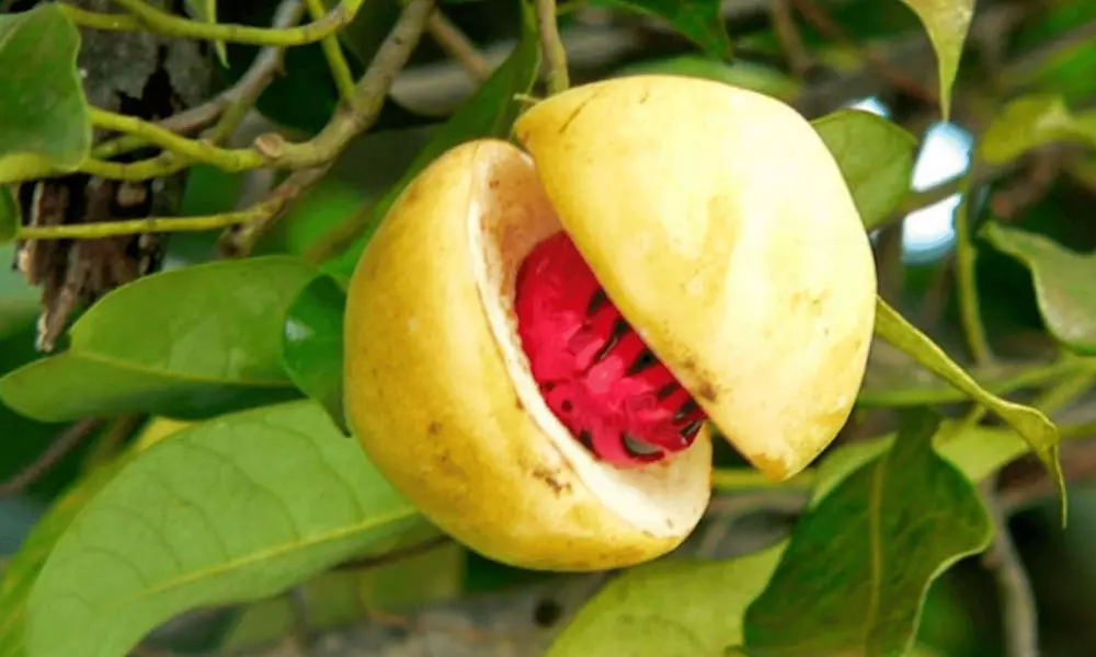5 interesting things you didn’t know about Nutmeg Mace