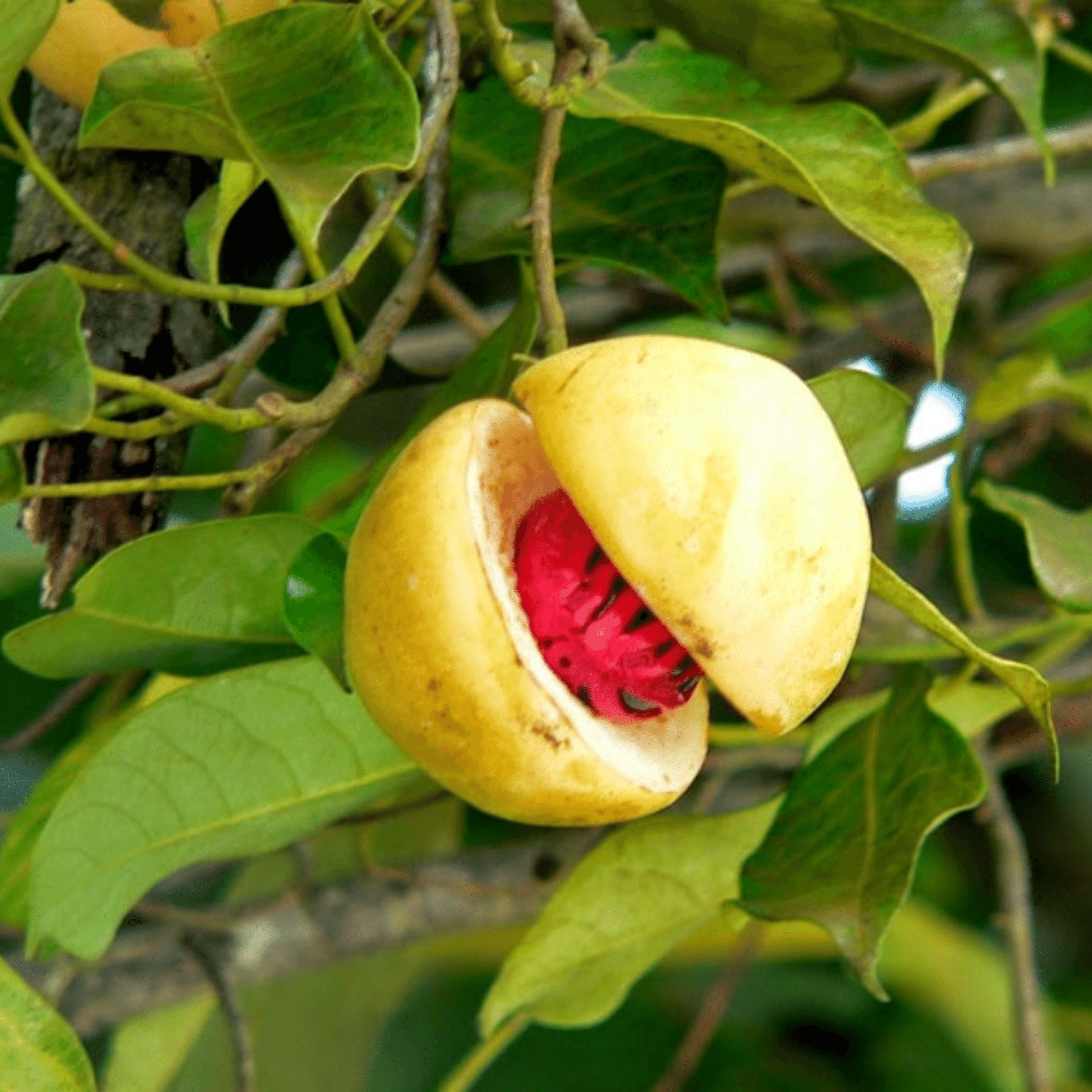 Health Benefits Of Nutmeg Mace - Thottam Farm Fresh