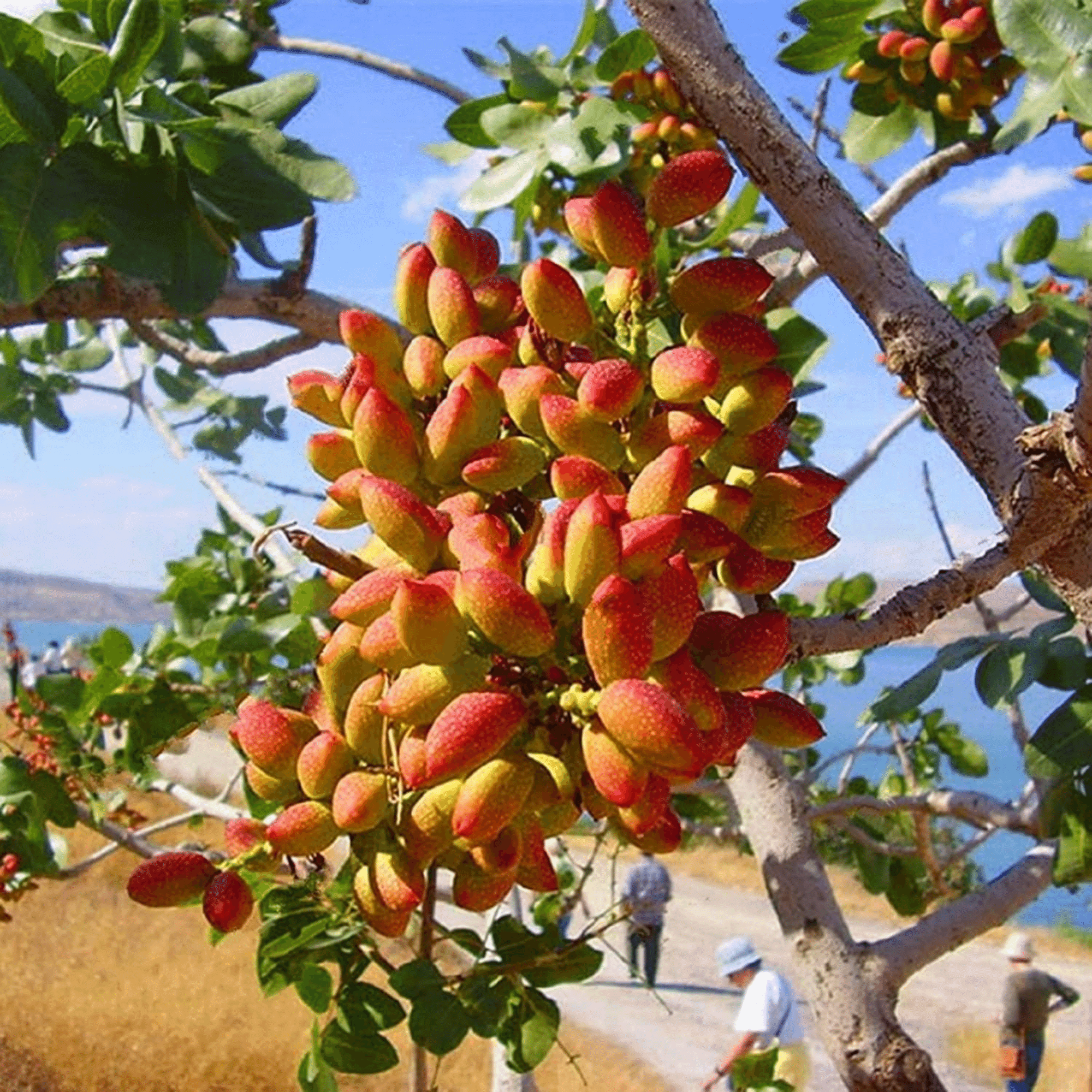 pistachio tree