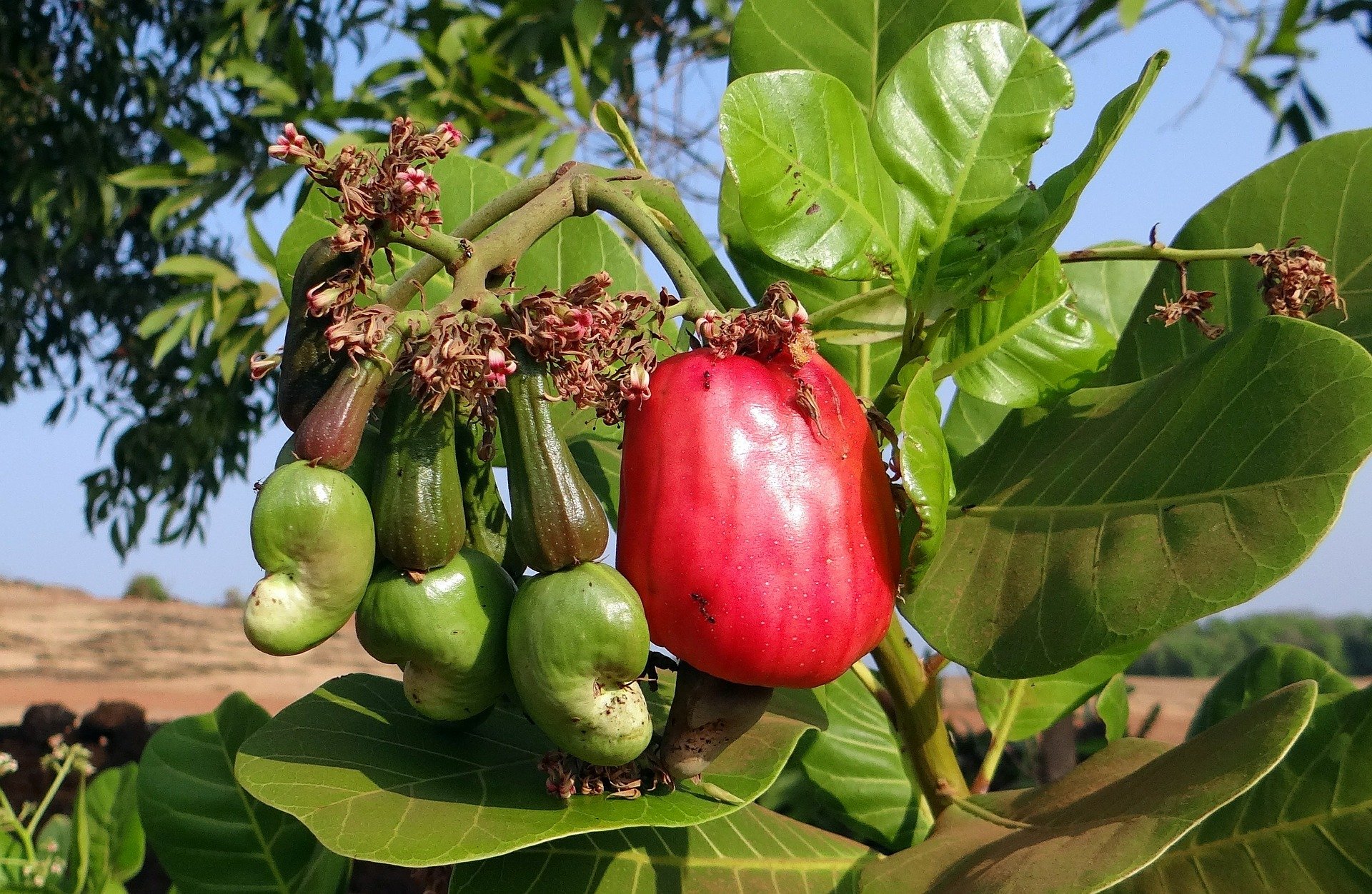 Cashew Nut Tree