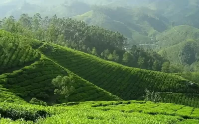 How is Green Tea Grown and Processed?
