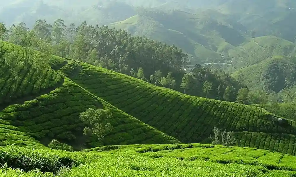 How is Green Tea Grown and Processed?