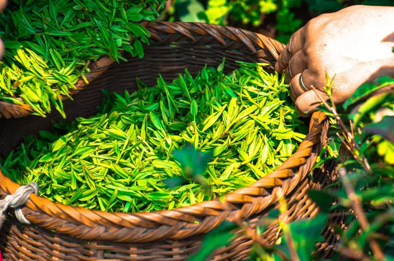  Green Tea Leaves
