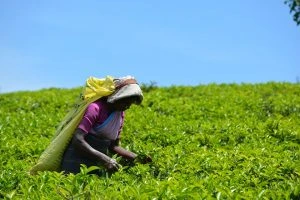 tea Plantation