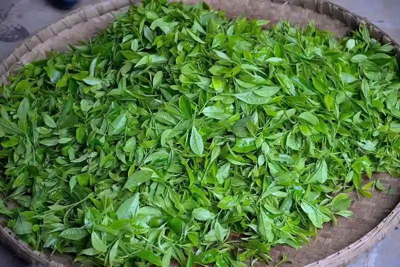 Buy Green Tea Online