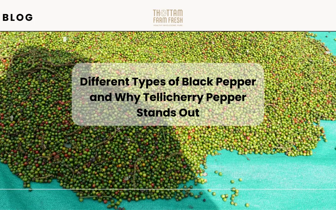 Different Types of Black Pepper and Why Thottam’s Tellicherry Pepper Stands Out
