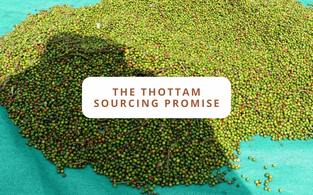 Freshly harvested green and red peppercorns spread out on a green tarp, with a title overlay reading 'The Thottam Sourcing Promise.